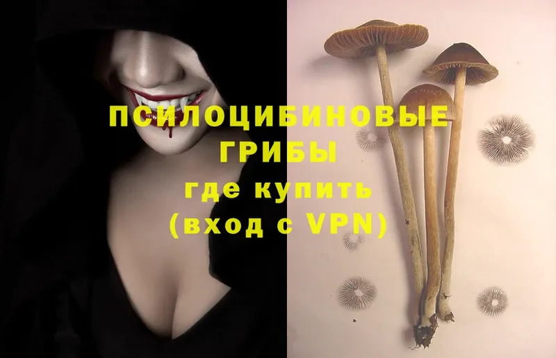 Галлюциногенные грибы Cubensis  Курильск 